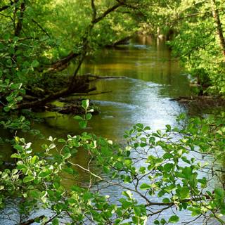 😴💧🎵 Find Deep SLEEP with the Sound of the River's Current and Relaxing MUSIC