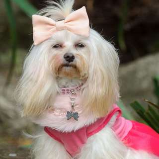 Do you leave the air conditioner on for your fur baby?