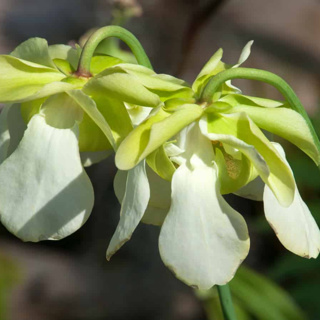What happens to carnivorous plants when the insects bite back?