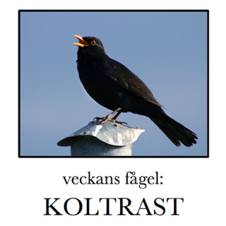 Koltrast