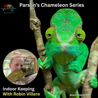 Indoor Parson's Chameleon Setups with Robin Villere