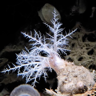 Facts: The Sea Cucumber That is Built Like a Tank