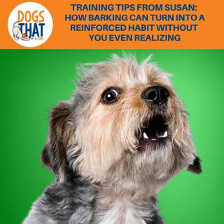 Training Tips From Susan: How Barking Can Turn Into A Reinforced Habit Without You Even Realizing