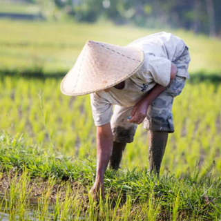How can botanists improve rice’s ability to use phosphorus?
