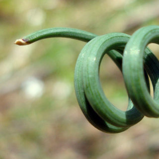 The curl summer of Bliss with Daniel and Stefan