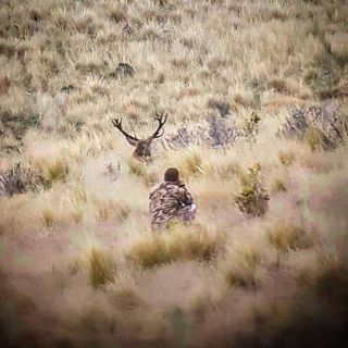 EPISODE 3: Bowhunting Free-Range Red Stags in New Zealand