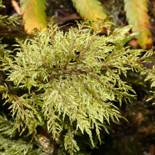 What does cyanobacteria look for in a good moss host?