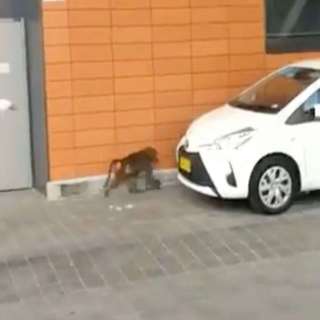 Research facility insider reveals details of Baboon operation