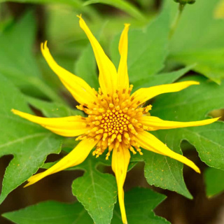 Weeds with a bad reputation have value for pollinators and biodiversity