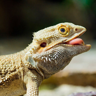 Beardie Bros and Food