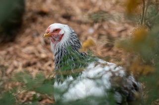 Ep. 173 Extreme Weather Poultry: How Hot Is Too Hot for Chickens?