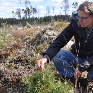 Apforskare avslöjar älgens matvanor