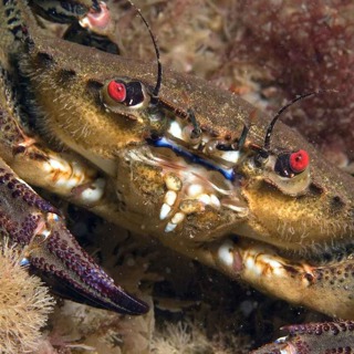 Facts: The Velvet Swimming Crab