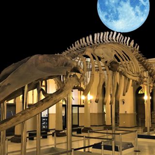 A Night At The Museum