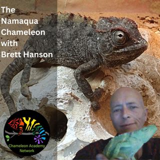 The Namaqua Chameleon with Brett Hanson