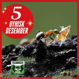 Dyrisk Desember 5: Maur – en råsterk mygg