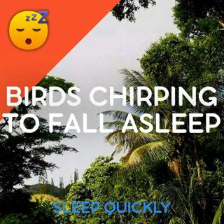 😴🍂 BIRDS Chirping in the Seaside