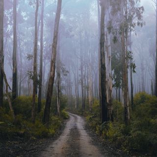 Rainy Eucalyptus Forest - 10 Hours Sleep Sound