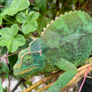 The Jackson's Chameleon Pregnancy