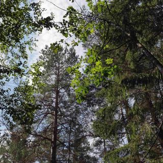 Skogsfredag, Avsnitt 18 - Konsolidering i sågverksbranschen och vilken växtsommar