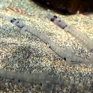 Facts: The Japanese Icefish