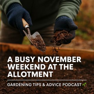 🎧 🌱 A Busy November Weekend at the Allotment | Gardening Tips & Advice Podcast 🌱