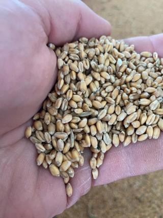Audio Article: Rustic 'Red Fife' Wheat