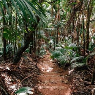 Dense Windy Jungle Forest - 10 Hours Sleep Sound