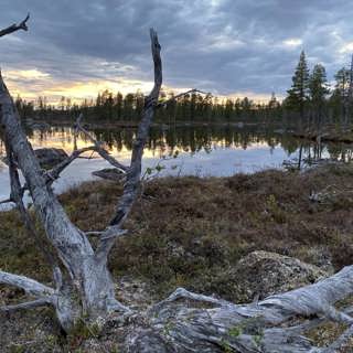 Skogspärlor i norr: Tjeggelvas och Jielkká-Rijmagåbbå
