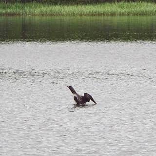 Svampar i Dalsland
Smålommar i Tromsö