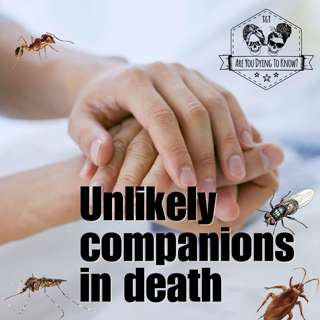 Mosquito requiem