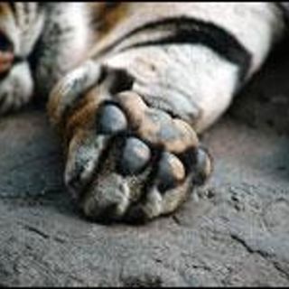 Zoos