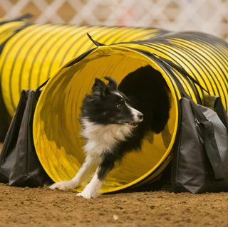 261: Does Your Dog Head Check?