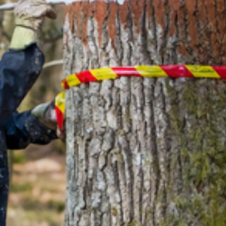 Skogsfredag #152 - 2500 kubik i Bålsta och virkeslagren sjunker men inte priset