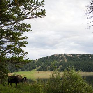 Moose and Loons at the Lake - 10 Hours Sleep Sound