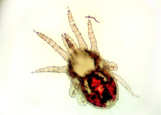 External Parasite Prevention for Pets and Livestock