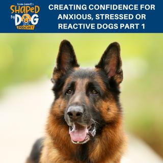 Creating Confidence For Anxious, Stressed Or Reactive Dogs Part 1 #168