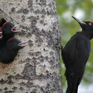 Samtal om spillkråkan, P2-fågeln