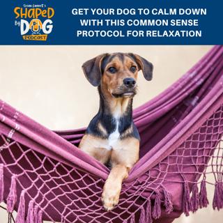Get Your Dog To Calm Down With This Common Sense Protocol For Relaxation #191