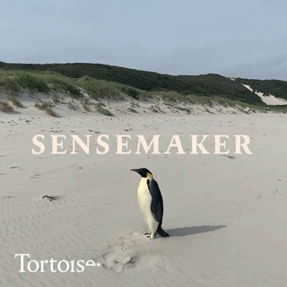 Sensemaker: The world’s loneliest penguin