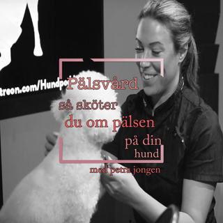 Pälsvård - Så sköter du om pälsen på din hund