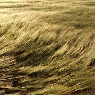 Wind Through Grass Plains: Whipping Wind ASMR - 10 Hours Sleep Sound