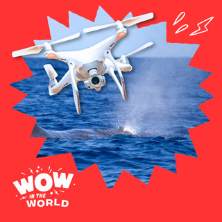 SnotBot! The Real Whale Snot Drone & How Scientists Study Whales