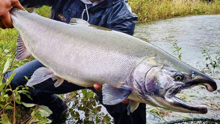 Let's Talk COHO Fishing, Twitching, Spinners & More. (Lost EPISODE!)