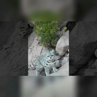 Estos gatos desarrollaron herramientas que ningún otro felino tiene 🐈 #shorts