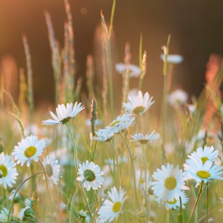 Spring Equinox ~ Deep Healing Relaxation Music & Nature Sound Meditation