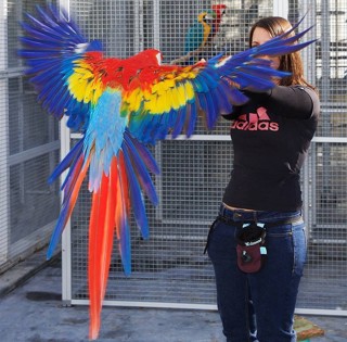 Will positive reinforcement work for you? Lisa Longo – Animal Académie. -.