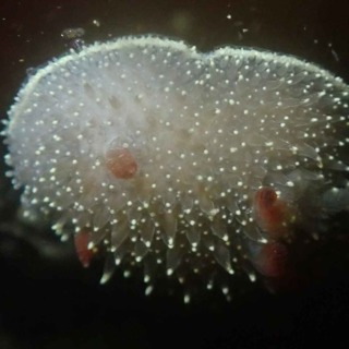 Facts: The Nanaimo Dorid