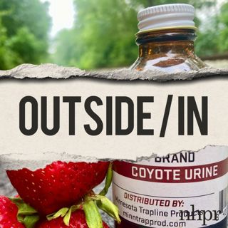 People are buying coyote urine. Where does it come from?