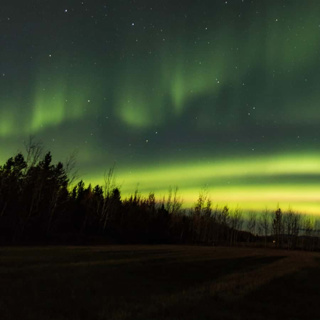 Unexpected responses to wildfire by seedlings in the Yukon